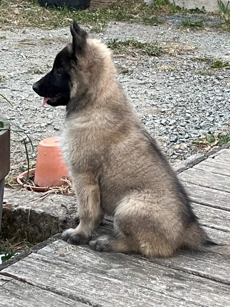 Chiots Tervueren sables disponibles 